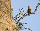 Buse variable
