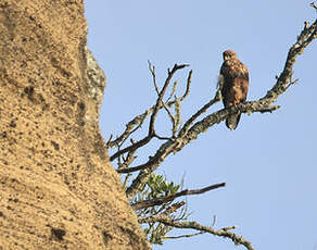 Buse variable