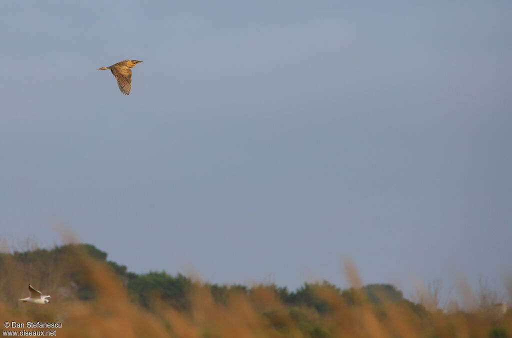 Eurasian Bitternadult, Flight