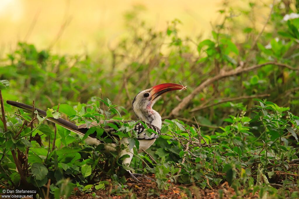 Northern Red-billed Hornbill male adult, eats