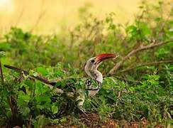 Northern Red-billed Hornbill