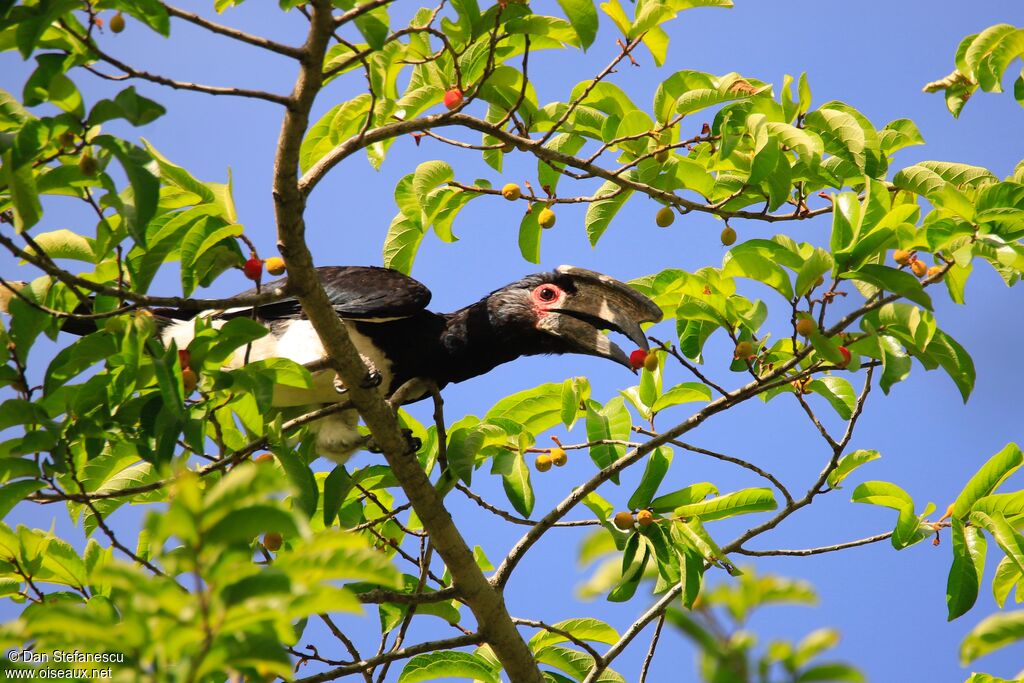 Trumpeter Hornbill male adult