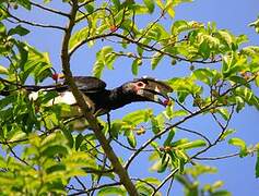 Trumpeter Hornbill