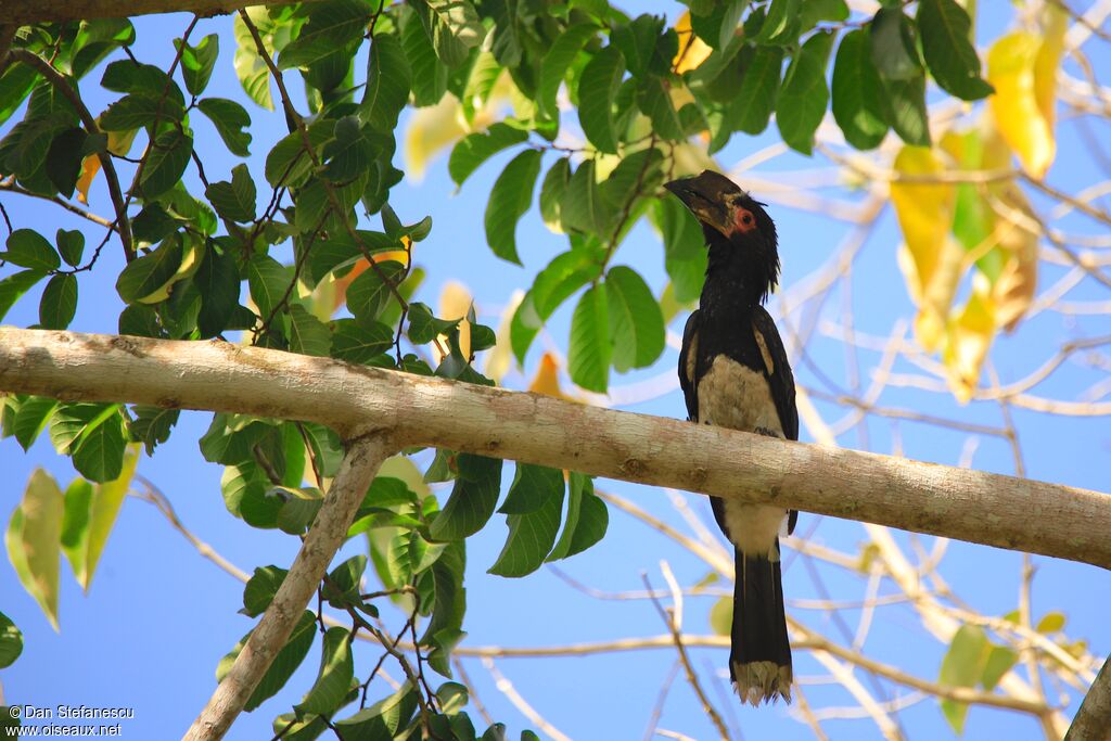 Trumpeter Hornbill female adult