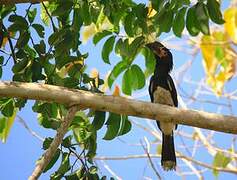 Trumpeter Hornbill