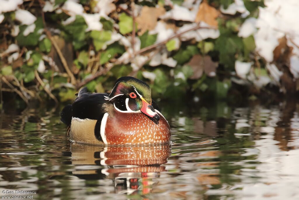 Canard carolin mâle adulte