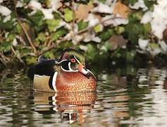 Canard carolin