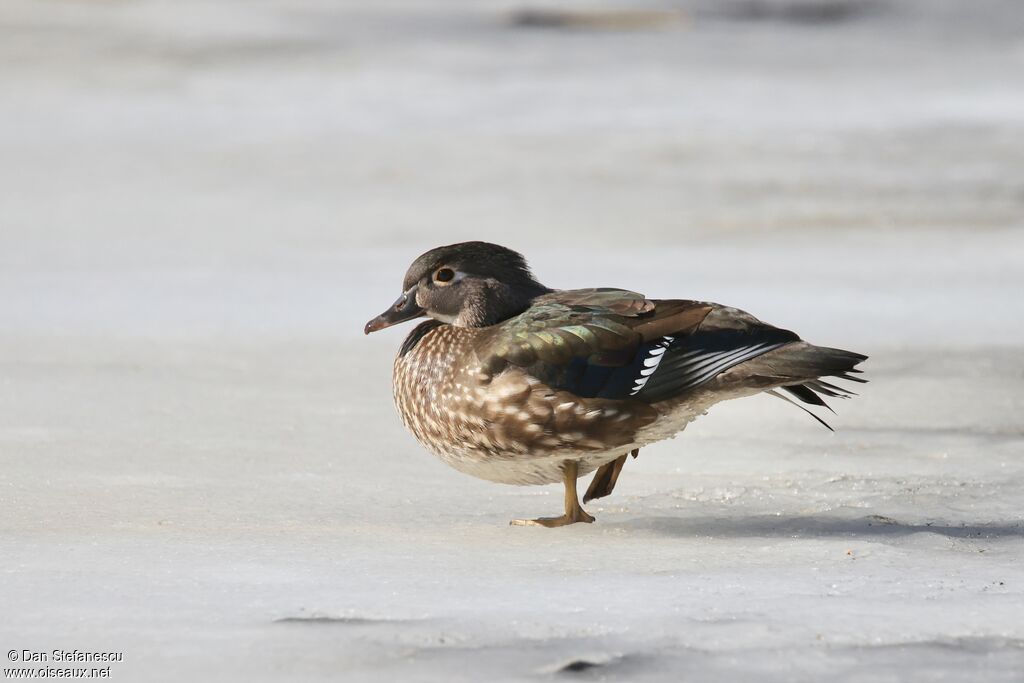 Wood Duck - Canard branchu<br /> female adult