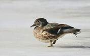 Canard carolin