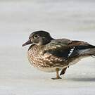 Canard carolin