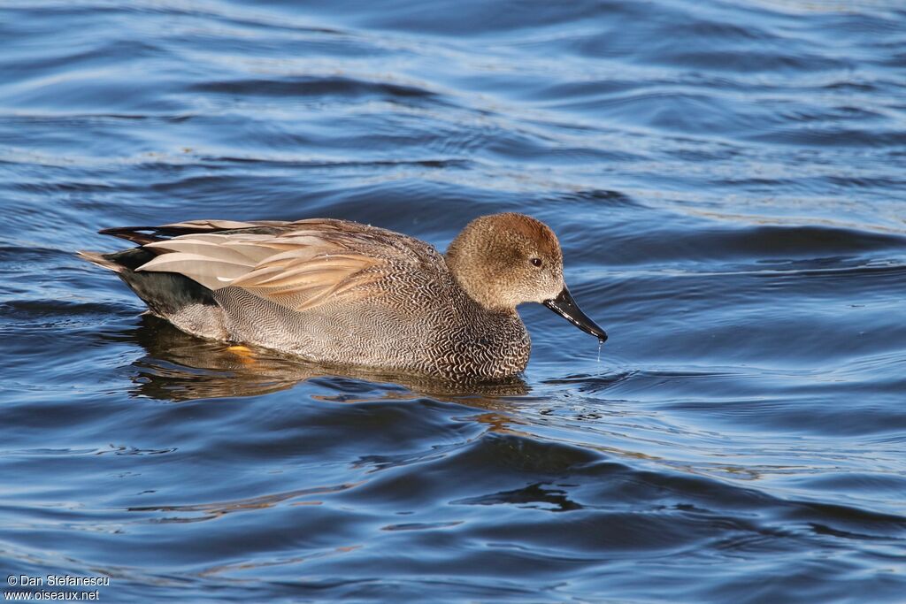 Gadwall male adult, swimming