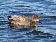 Gadwall