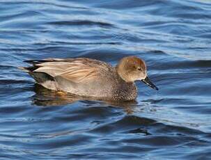 Canard chipeau