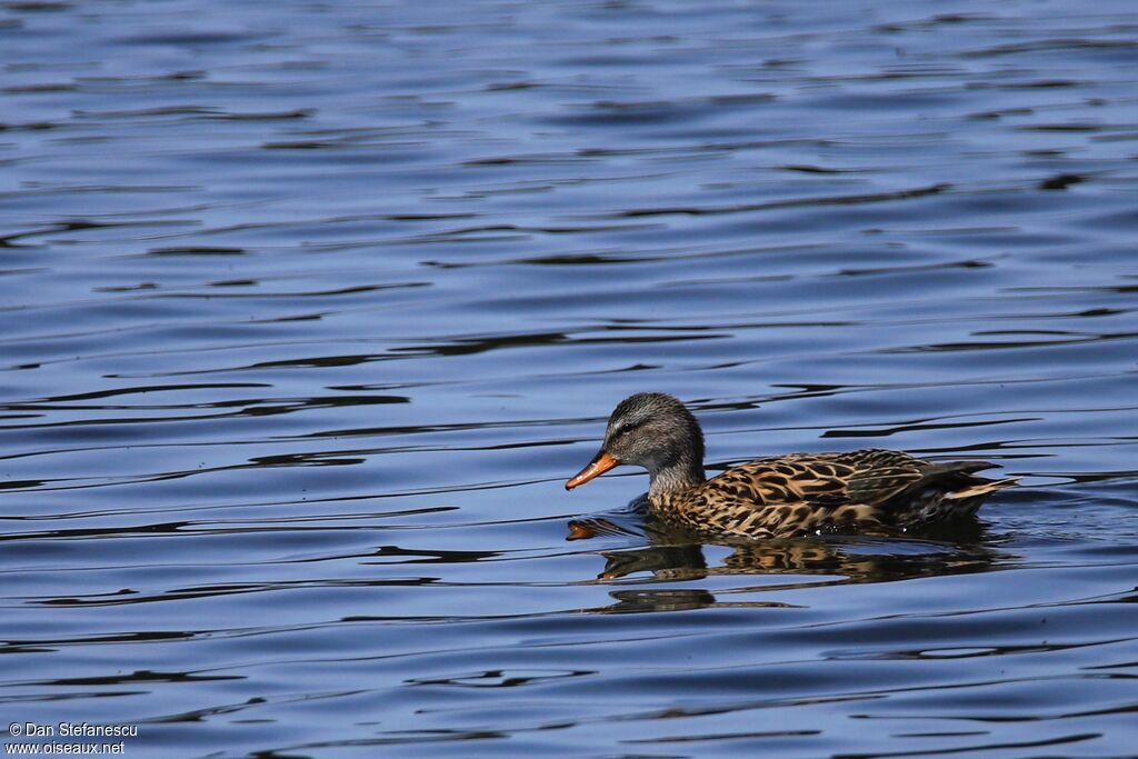 Gadwall female adult, swimming