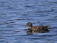 Gadwall