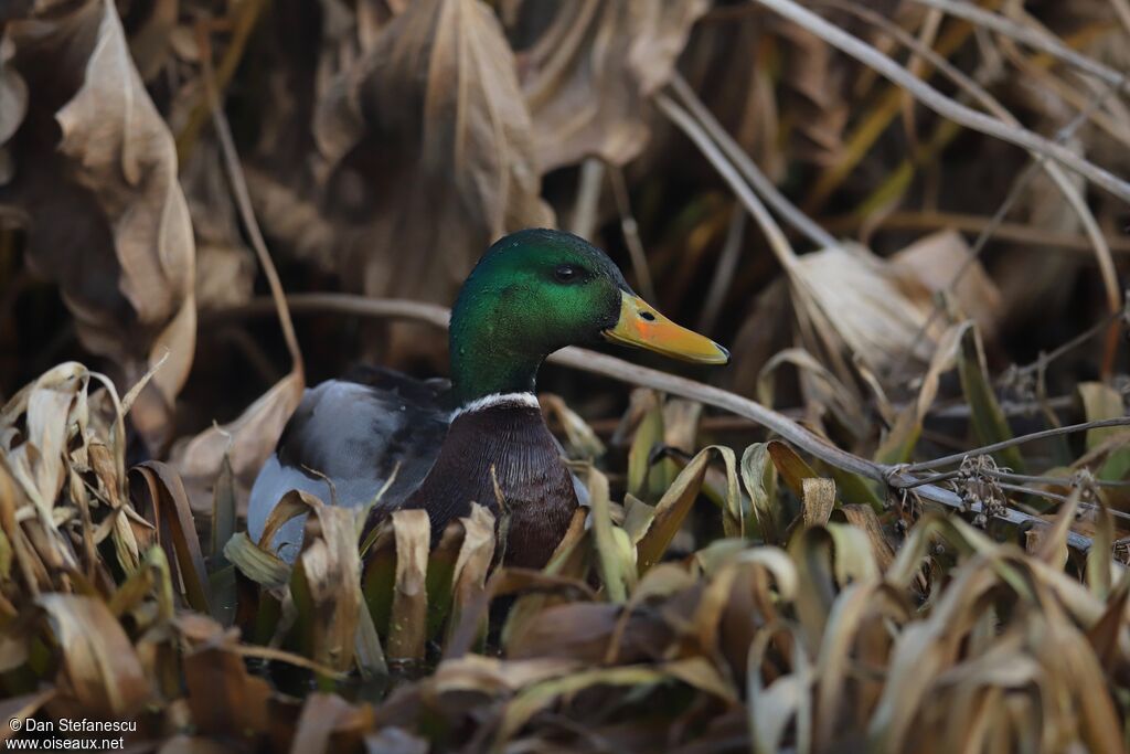 Canard colvert mâle adulte nuptial