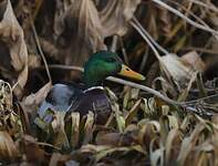 Canard colvert