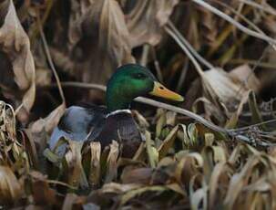 Canard colvert