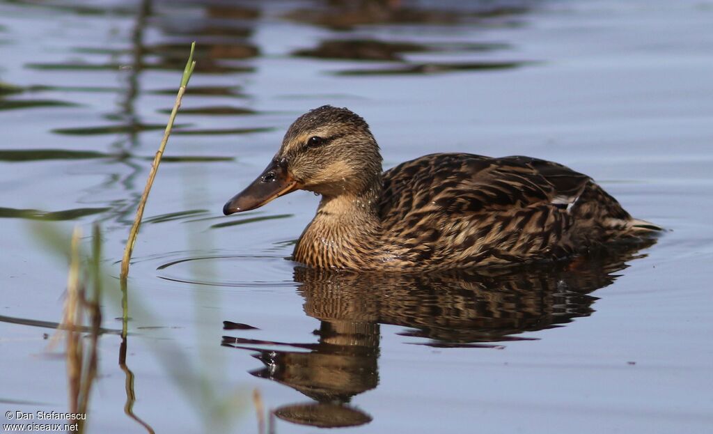 Canard colvert femelle adulte, nage