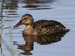 Mallard