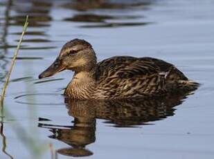 Canard colvert