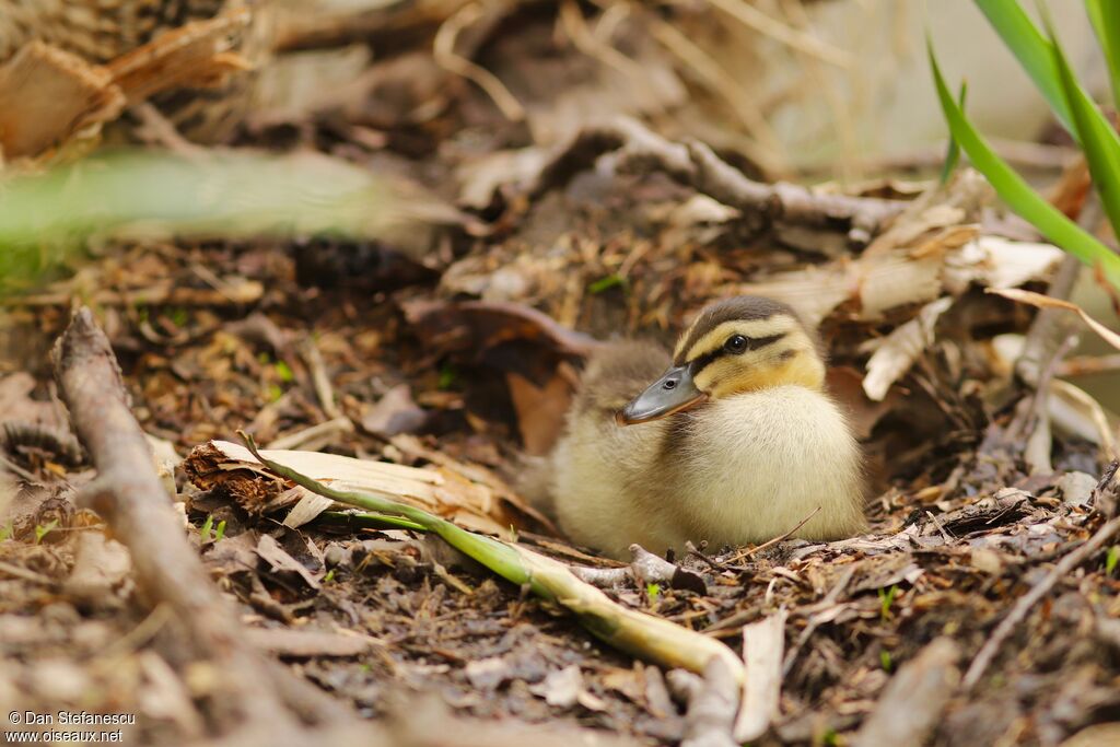 Canard colvertPoussin