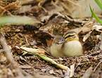 Canard colvert