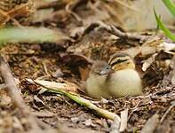 Canard colvert