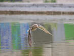 Canard colvert