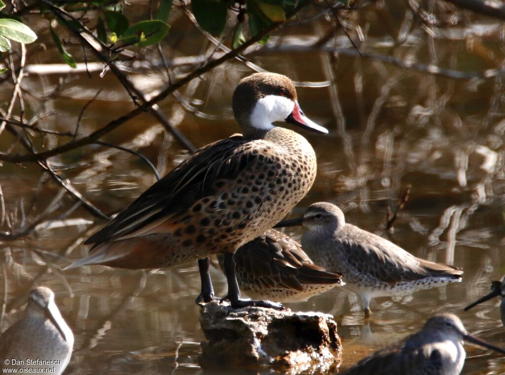 White-cheeked Pintailadult