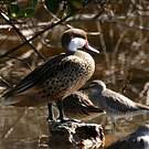 Canard des Bahamas