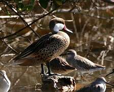 White-cheeked Pintail