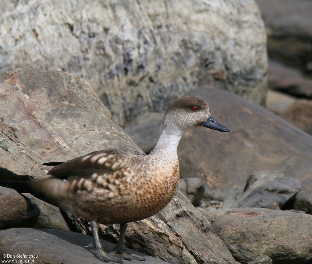 Canard huppéadulte