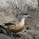 Canard huppé
