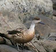 Crested Duck