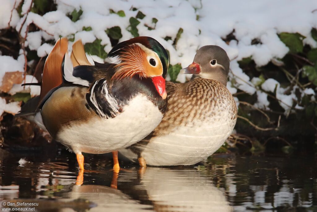 Canard mandarinadulte nuptial