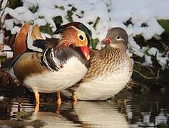 Mandarin Duck