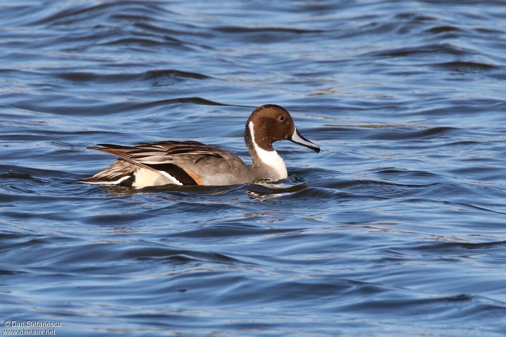 Canard pilet mâle, nage