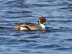 Northern Pintail