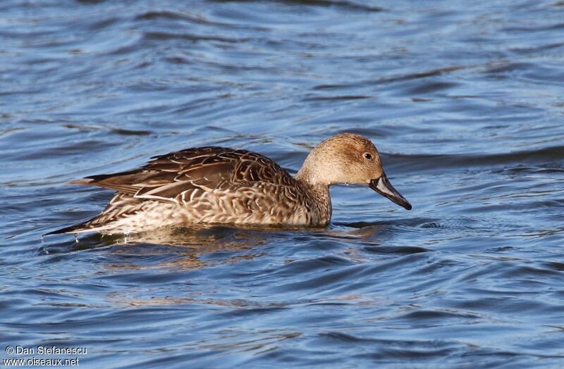 Northern Pintail female adult, swimming