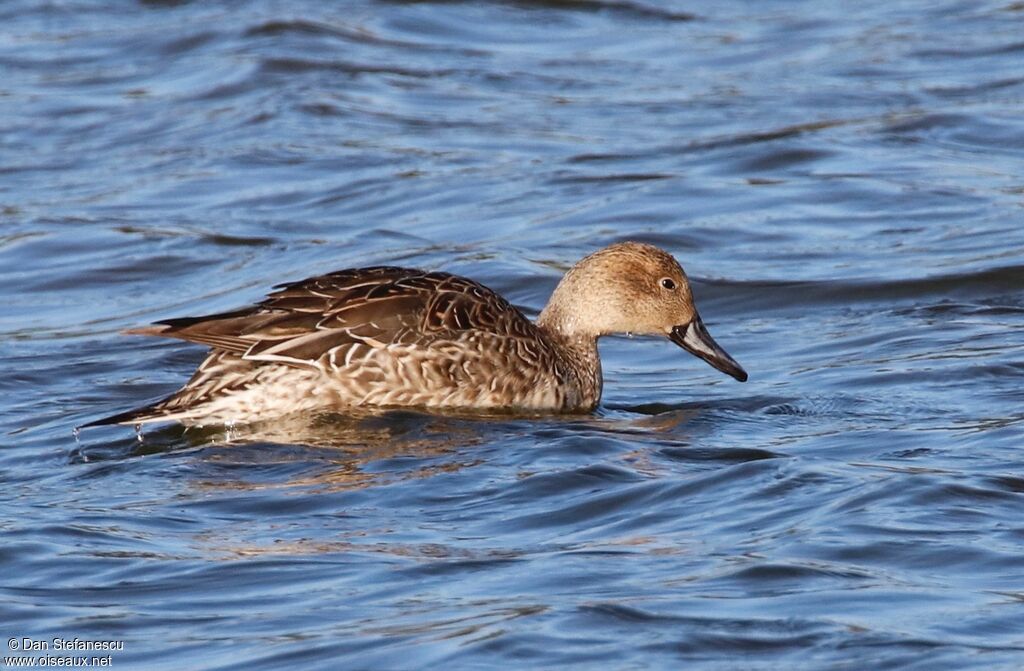 Canard pilet femelle adulte, nage