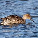 Canard pilet
