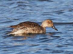 Northern Pintail