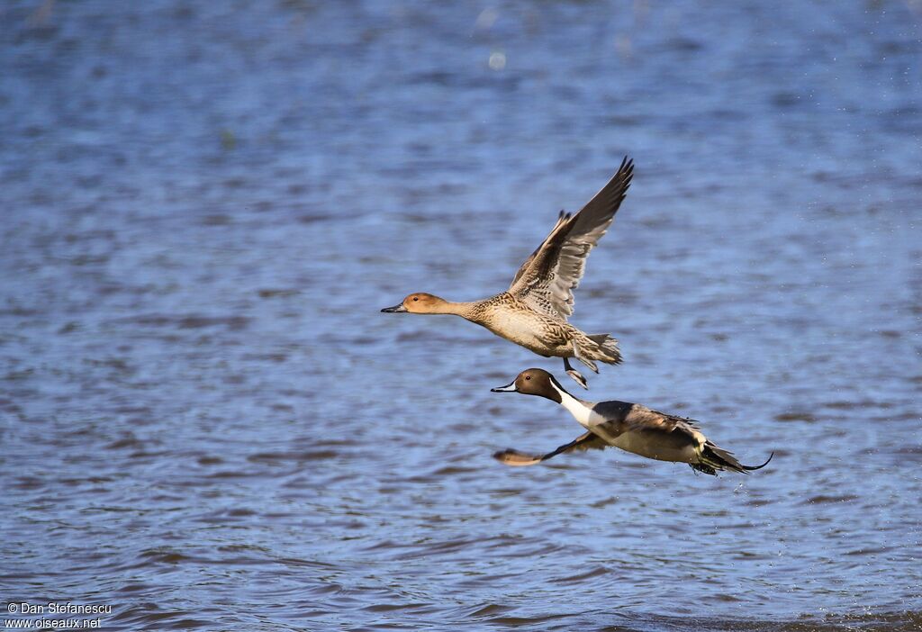 Canard piletadulte, Vol