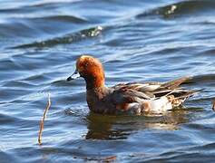 Eurasian Wigeon