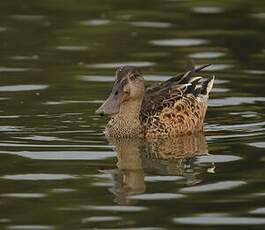 Canard souchet