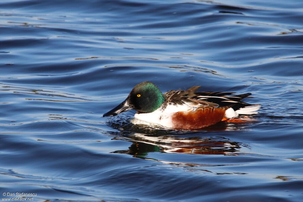 Northern Shoveler male, swimming