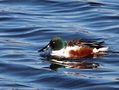 Northern Shoveler