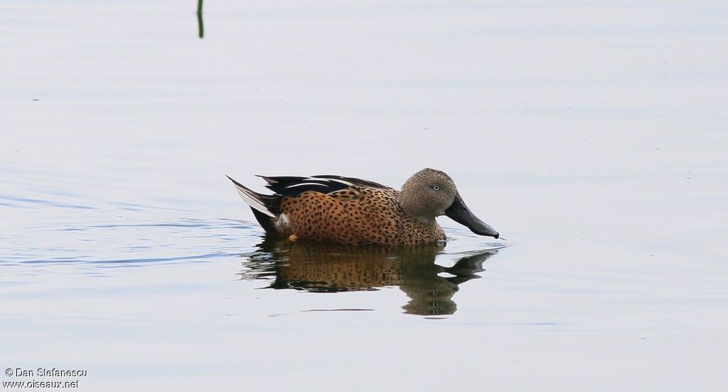 Red Shoveler, swimming