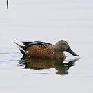 Canard spatule